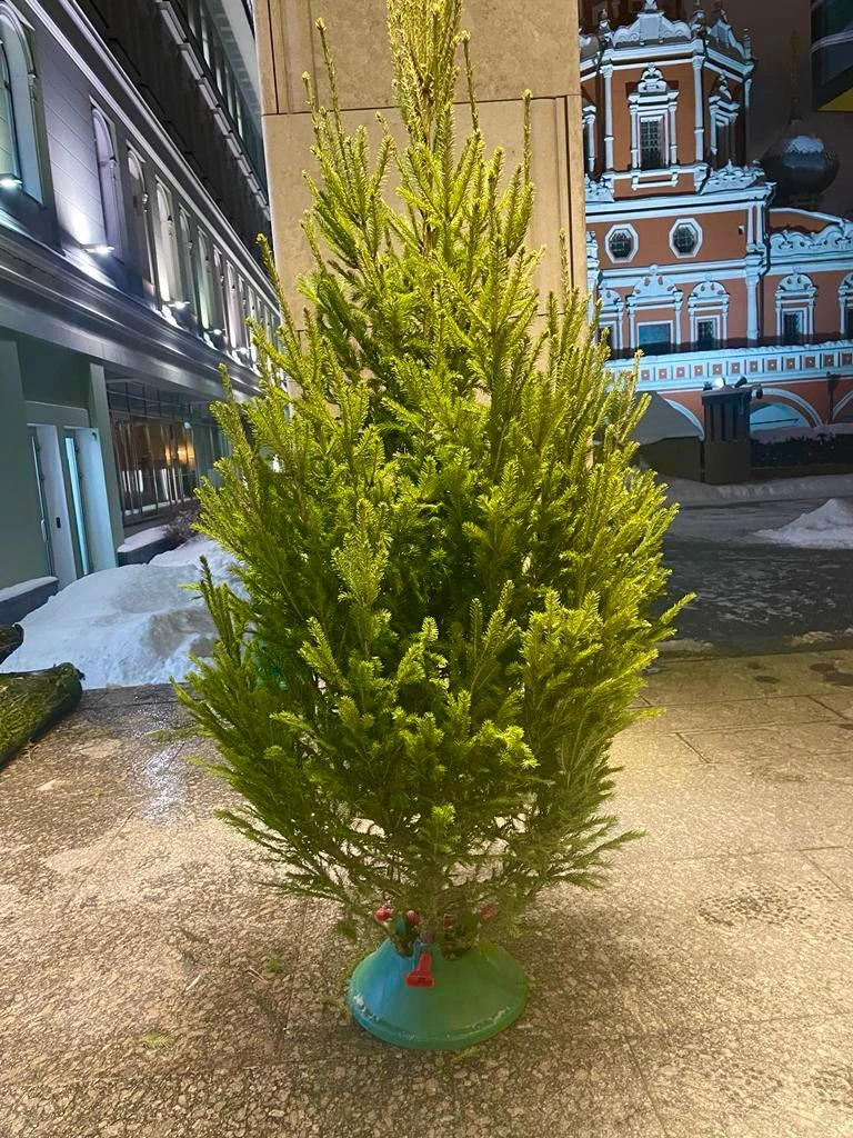 Живая новгодняя ёлка 1.5 метра